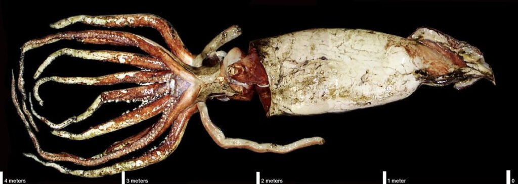 Giant Squid, 4m (13ft) long