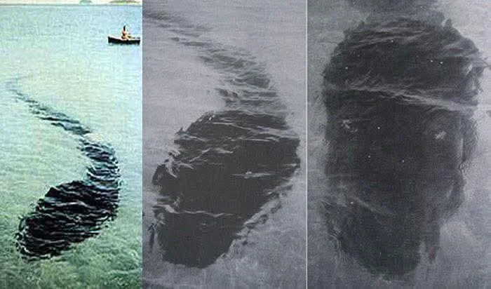 The Hook Island Sea Monster
